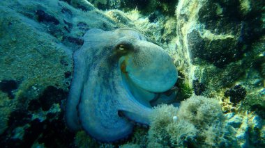 Genel ahtapot (Octopus vulgaris), Ege Denizi, Yunanistan, Halkidiki