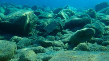 Genel ahtapot (Octopus vulgaris), Ege Denizi, Yunanistan, Halkidiki