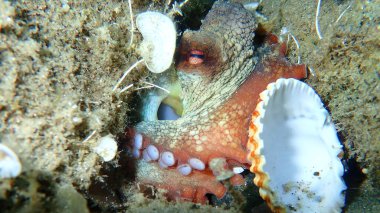 Genel ahtapot (Octopus vulgaris), Ege Denizi, Yunanistan, Halkidiki