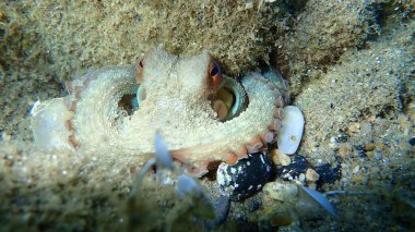 Genel ahtapot (Octopus vulgaris), Ege Denizi, Yunanistan, Halkidiki