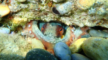 Genel ahtapot (Octopus vulgaris), Ege Denizi, Yunanistan, Halkidiki