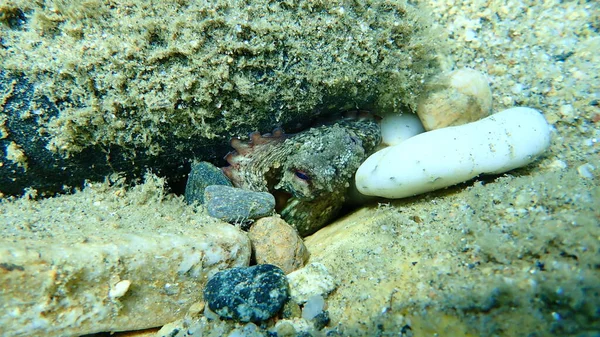 常见的章鱼 Octopus Vulgaris 爱琴海 Halkidiki — 图库照片