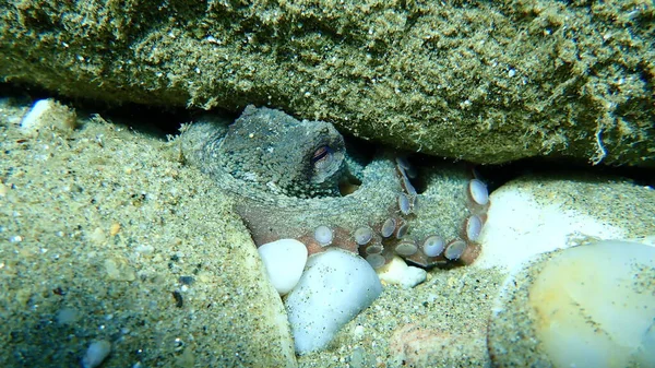 Common Octopus Octopus Vulgaris Aegean Sea Greece Halkidiki — Stock Photo, Image