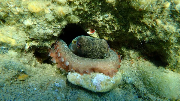 Common Octopus Octopus Vulgaris Aegean Sea Greece Halkidiki — Stock Photo, Image