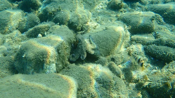 Gurita Octopus Vulgaris Laut Aegean Yunani Halkidiki — Stok Foto