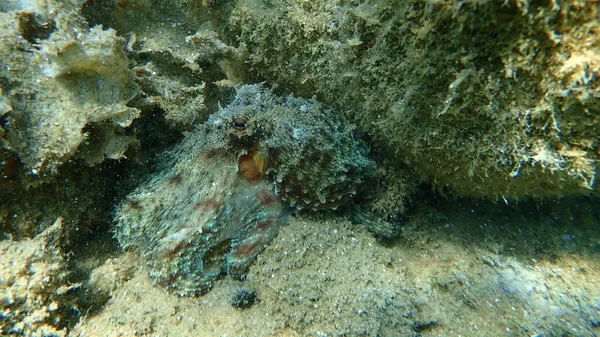 Genel Ahtapot Octopus Vulgaris Ege Denizi Yunanistan Halkidiki — Stok fotoğraf