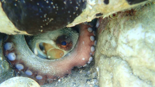 Pieuvre Commune Octopus Vulgaris Mer Égée Grèce Chalcidique — Photo