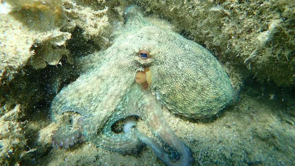 Pieuvre Commune Octopus Vulgaris Mer Égée Grèce Chalcidique — Photo