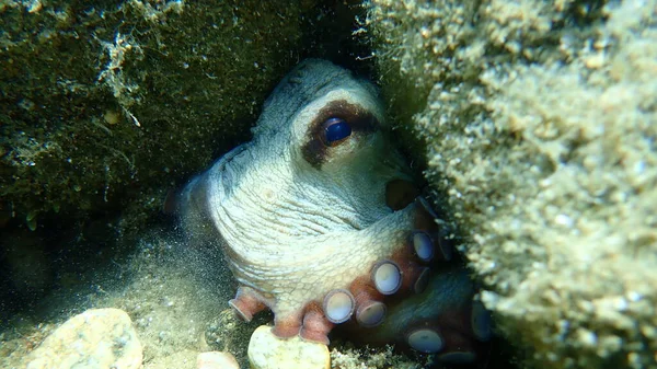 Pieuvre Commune Octopus Vulgaris Mer Égée Grèce Chalcidique — Photo