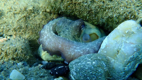 Közönséges Polip Octopus Vulgaris Égei Tenger Görögország Halkidiki — Stock Fotó