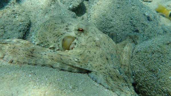 Polpo Comune Octopus Vulgaris Mar Egeo Grecia Calcidica — Foto Stock