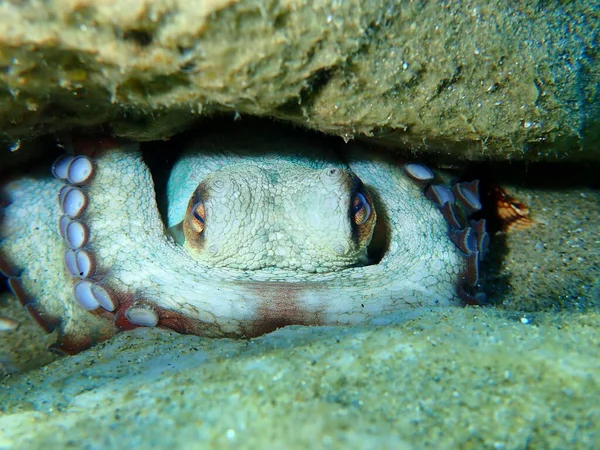 The common octopus (Octopus vulgaris), Aegean Sea, Greece, Halkidiki