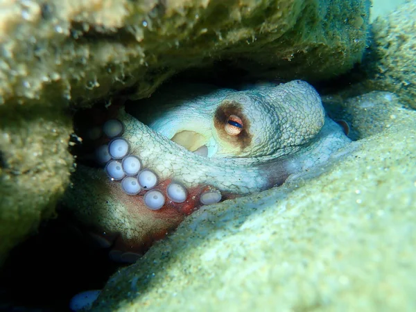 Ośmiornica Zwyczajna Octopus Vulgaris Morze Egejskie Grecja Halkidiki — Zdjęcie stockowe