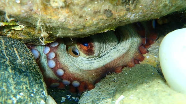 Pulpo Común Octopus Vulgaris Mar Egeo Grecia Halkidiki — Foto de Stock