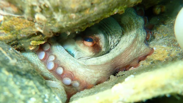 Common Octopus Octopus Vulgaris Aegean Sea Greece Halkidiki — Stock Photo, Image