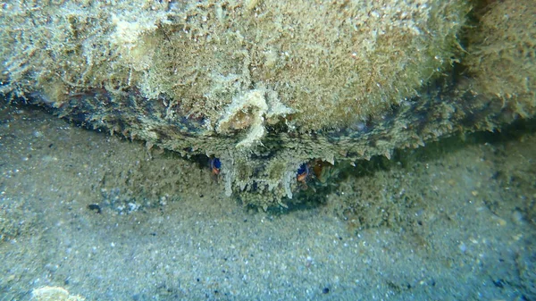 Obyčejná Chobotnice Octopus Vulgaris Egejské Moře Řecko Halkidiki — Stock fotografie