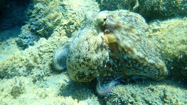 Der Gemeine Tintenfisch Octopus Vulgaris Ägäis Griechenland Chalkidiki — Stockfoto
