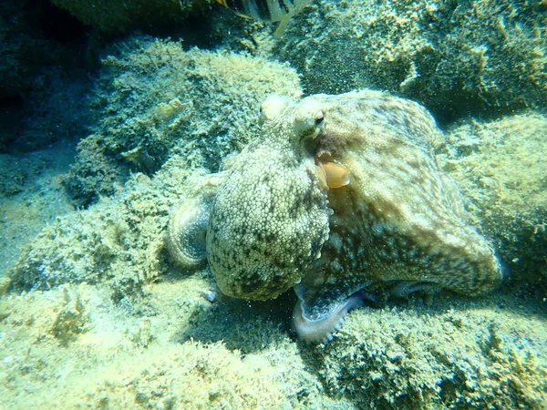 Pieuvre Commune Octopus Vulgaris Mer Égée Grèce Chalcidique — Photo