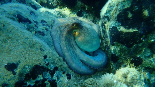 Genel ahtapot (Octopus vulgaris), Ege Denizi, Yunanistan, Halkidiki