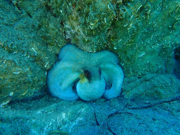 Polvo Comum Octopus Vulgaris Mar Egeu Grécia Halkidiki — Fotografia de Stock