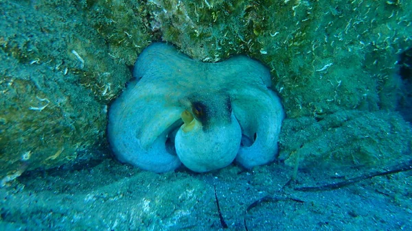 Gewone Octopus Octopus Vulgaris Egeïsche Zee Griekenland Halkidiki — Stockfoto