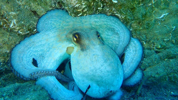 Polvo Comum Octopus Vulgaris Mar Egeu Grécia Halkidiki — Fotografia de Stock