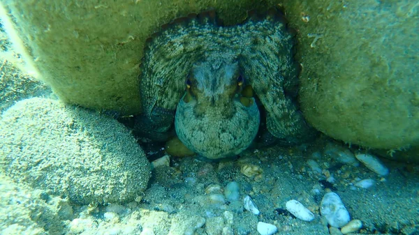 Поширений Восьминіг Octopus Vulgaris Егейське Море Греція Халкідікі — стокове фото