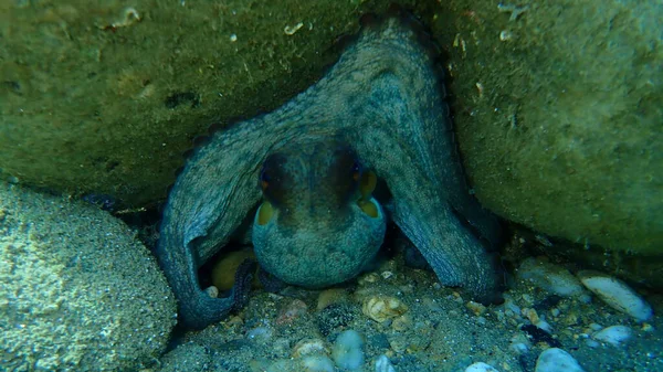 Polvo Comum Octopus Vulgaris Mar Egeu Grécia Halkidiki — Fotografia de Stock