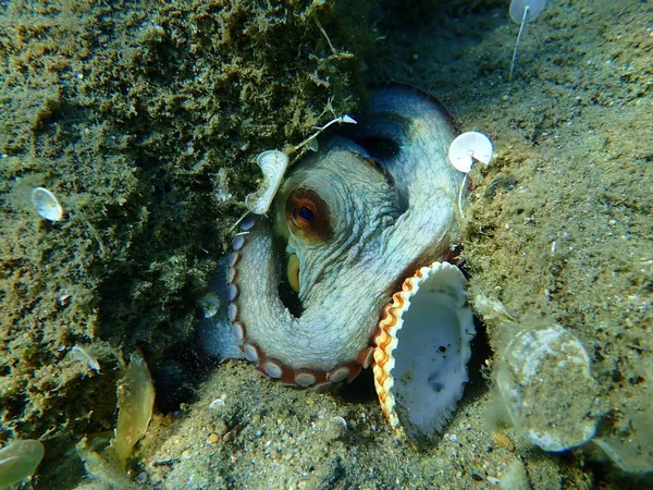 Polvo Comum Octopus Vulgaris Mar Egeu Grécia Halkidiki — Fotografia de Stock