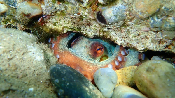 Pieuvre Commune Octopus Vulgaris Mer Égée Grèce Chalcidique — Photo