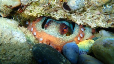 Genel ahtapot (Octopus vulgaris), Ege Denizi, Yunanistan, Halkidiki