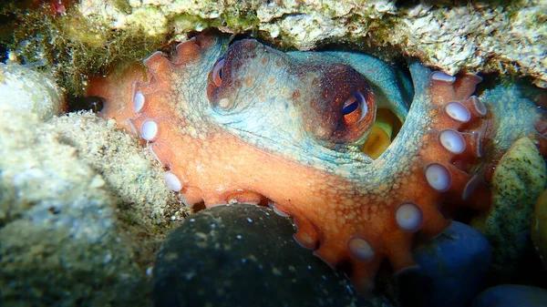 Pieuvre Commune Octopus Vulgaris Mer Égée Grèce Chalcidique — Photo