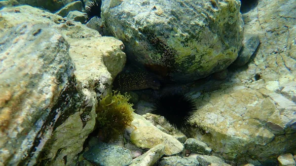 Die Mittelmeermuräne Oder Römischer Aal Muraena Helena Ägäis Griechenland Kap — Stockfoto
