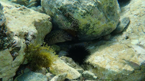 Morena Mediterránea Anguila Romana Muraena Helena Mar Egeo Grecia Cabo — Foto de Stock