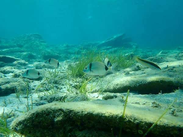 Leszcz Morski Dwupasmowy Diplodus Vulgaris Rainbow Wrasse Coris Julis — Zdjęcie stockowe