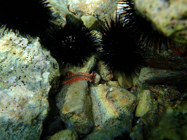 髭を生やしたホタル Hermodice Carunculata エーゲ海 ギリシャ ソニオ岬 触るな 非常に危険な — ストック写真