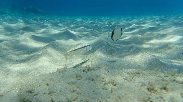 Yaygın Iki Bantlı Deniz Çamı Diplodus Vulgaris Çizgili Kırmızı Yelesi — Stok fotoğraf