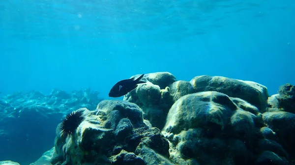 Papaz balığı veya Akdeniz krom rengi (Chromis krom), Ege Denizi, Yunanistan, Halkidiki