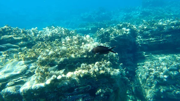 Damselfish Mediterranean Chromis Chromis Chromis Aegean Sea Greece Halkidiki — Stock Photo, Image