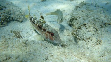 Çizgili kırmızı kefal (Mullus surmuletus) ve gri grasse (Symphodus cinereus), Ege Denizi, Yunanistan, Halkidiki