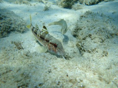 Çizgili kırmızı kefal (Mullus surmuletus) ve gri grasse (Symphodus cinereus), Ege Denizi, Yunanistan, Halkidiki