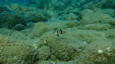 Kahverengi komando (Serranus hepatus), Ege Denizi, Yunanistan, Halkidiki