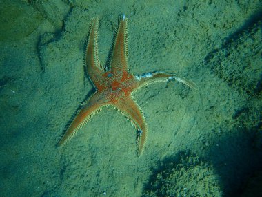 Ölü kırmızı tarak yıldızı (Astropecten aranciacus), Ege Denizi, Yunanistan, Halkidiki