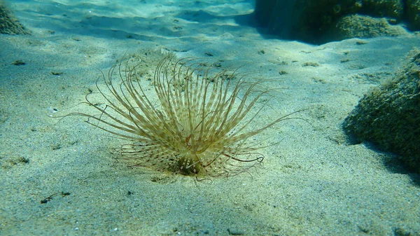 Cylinder Anemone Coloured Tube Anemone Cerianthus Membranaceus Aegean Sea Greece — Stock Photo, Image