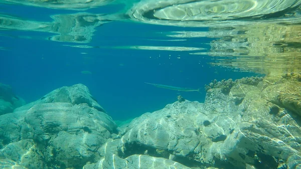 Garfish Garpike Sea Needle Belone Belone Aegean Sea Greece Halkidiki — Stock Photo, Image