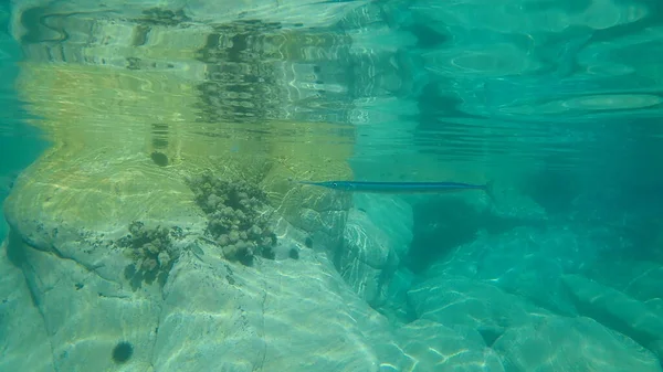 Garnaal Snoek Zeenaald Belone Belone Egeïsche Zee Griekenland Halkidiki — Stockfoto