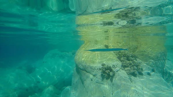 Garnaal Snoek Zeenaald Belone Belone Egeïsche Zee Griekenland Halkidiki — Stockfoto