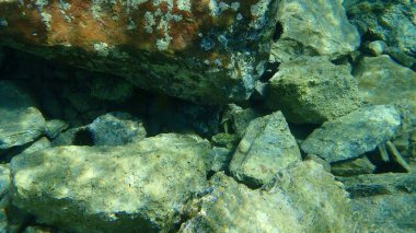 Dev goby (Gobius cobitis), Ege Denizi, Yunanistan, Cape Sounio