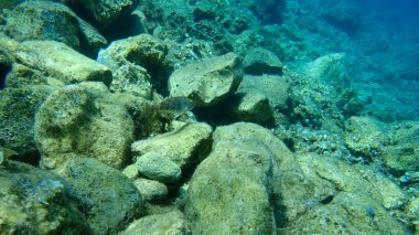 Akdeniz papağan balığı (Sparisoma cretense), Ege Denizi, Yunanistan, Hydra