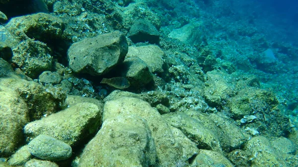 地中海性上腕二頭筋 エーゲ海 ギリシャ ヒドラ — ストック写真